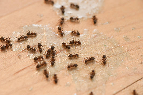 Best Insect Control  in West Burlington, IA
