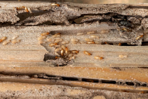 Best Bed Bug Extermination  in West Burlington, IA